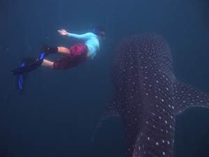 Jackie swimming with whale shark