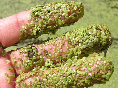 duckweed common control pond plants floating weeds water vs plant aquatic watermeal allelopathy ponds algae aquaplant identification lake invasive kill