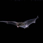 Bat eating on the fly