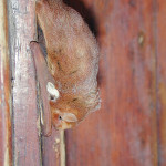Wild bats, like this one hanging from a doorway, should never be touched or handled without leather gloves. There is a significant risk that any bat acting unnaturally may be rabid. 