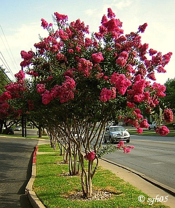 How Fast Do Crepe Myrtles Grow? 