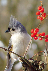 tufted titmouse
