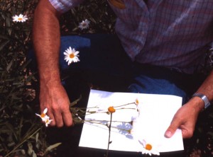 Beating flowers on a card to find thrips