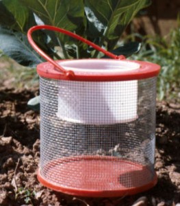 Many types of containers, like this cricket cage, are suitable for collecting and storing insects