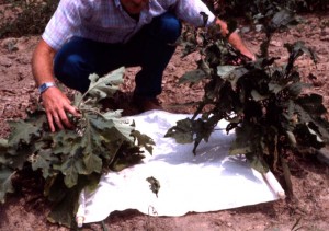 Drop cloth sampling okra foliage