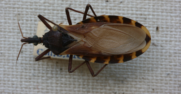 Cone Nosed Beetle