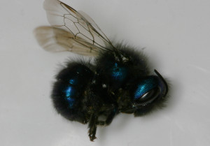 Osmia, a species of mason bee, is a highly beneficial pollinator.