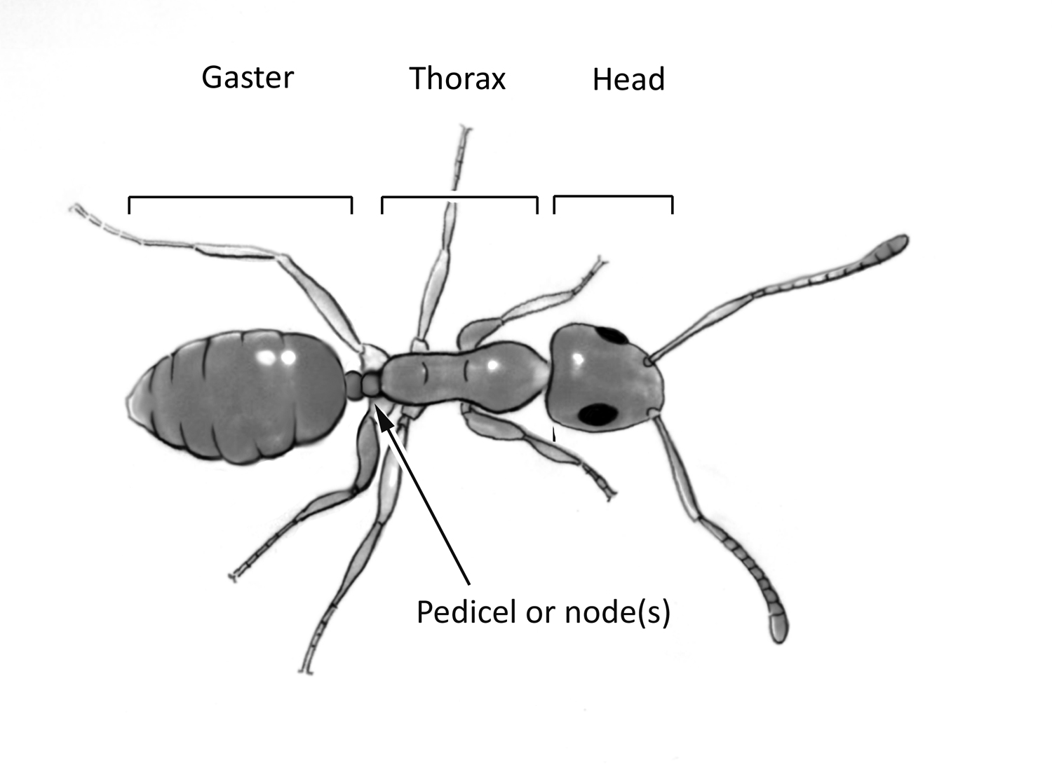 Identifying household ants - Insects in the City