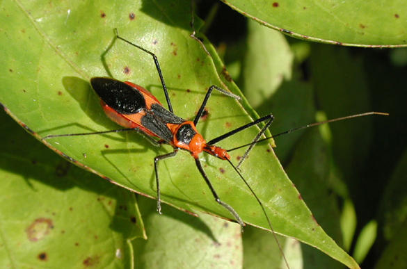 Bug 11 Common