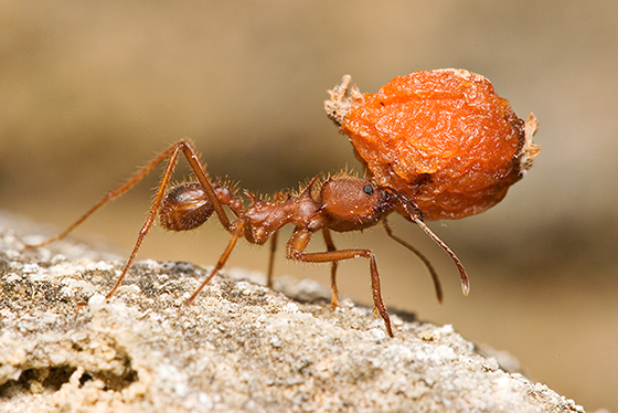 guardianpest ant control