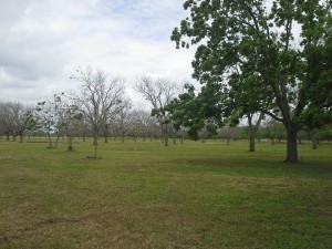 Pecan orchard in Wharton, TX. Note the younger trees have been almost completely stripped by May beetles.