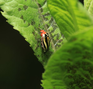 As pretty as they are, fourlined plant bugs like to stay out of sight.  Look for damage first, then the bugs.
