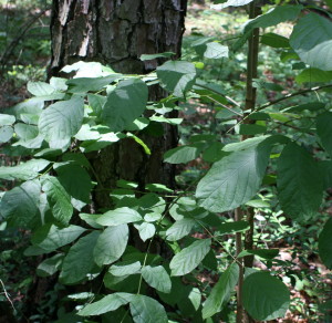 Green ash is an important forest and shade tree in many parts of Texas.