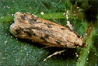 american bollworm