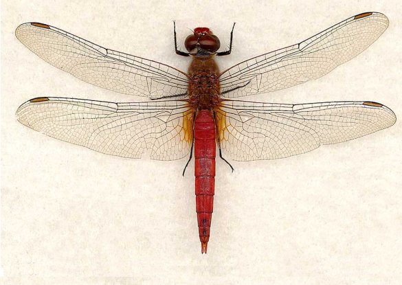 slide show image