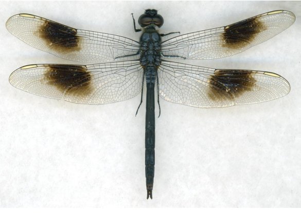 slide show image
