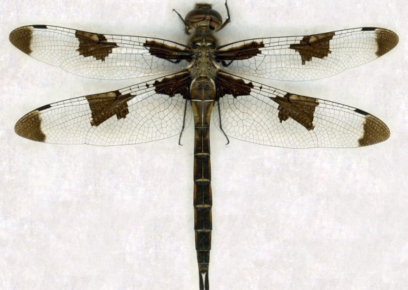 slide show image