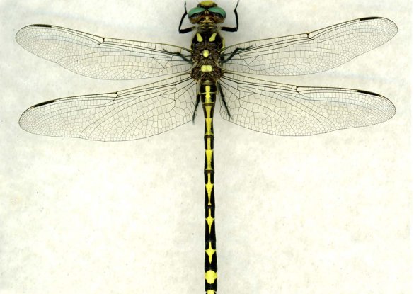 slide show image