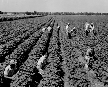 A class of students checks for cotton insects.