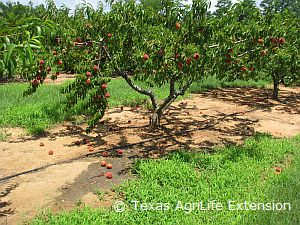 Peach tree with peaches on the groung