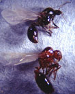 Reproductives have wings. <br />Male(top),female(bottom)