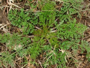Wild Carrot in basal rosette stage