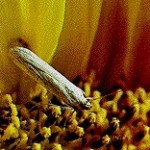 Sunflower (head) moth adult