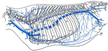 Figure 1. Circulatory system of beef animal: veins