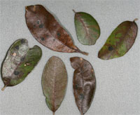 oak leaves live spring early dropping texas disease plantclinic