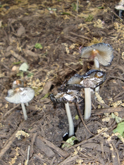 Mushrooms In The Garden Beds Texas Plant Disease Diagnostic Lab