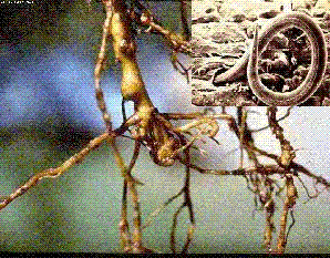 Root Knot Nematodes | Texas Plant Disease Handbook