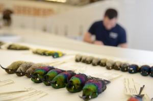 African sunbirds in the collection at the BRTC.