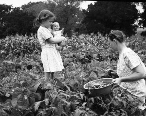 Harvest