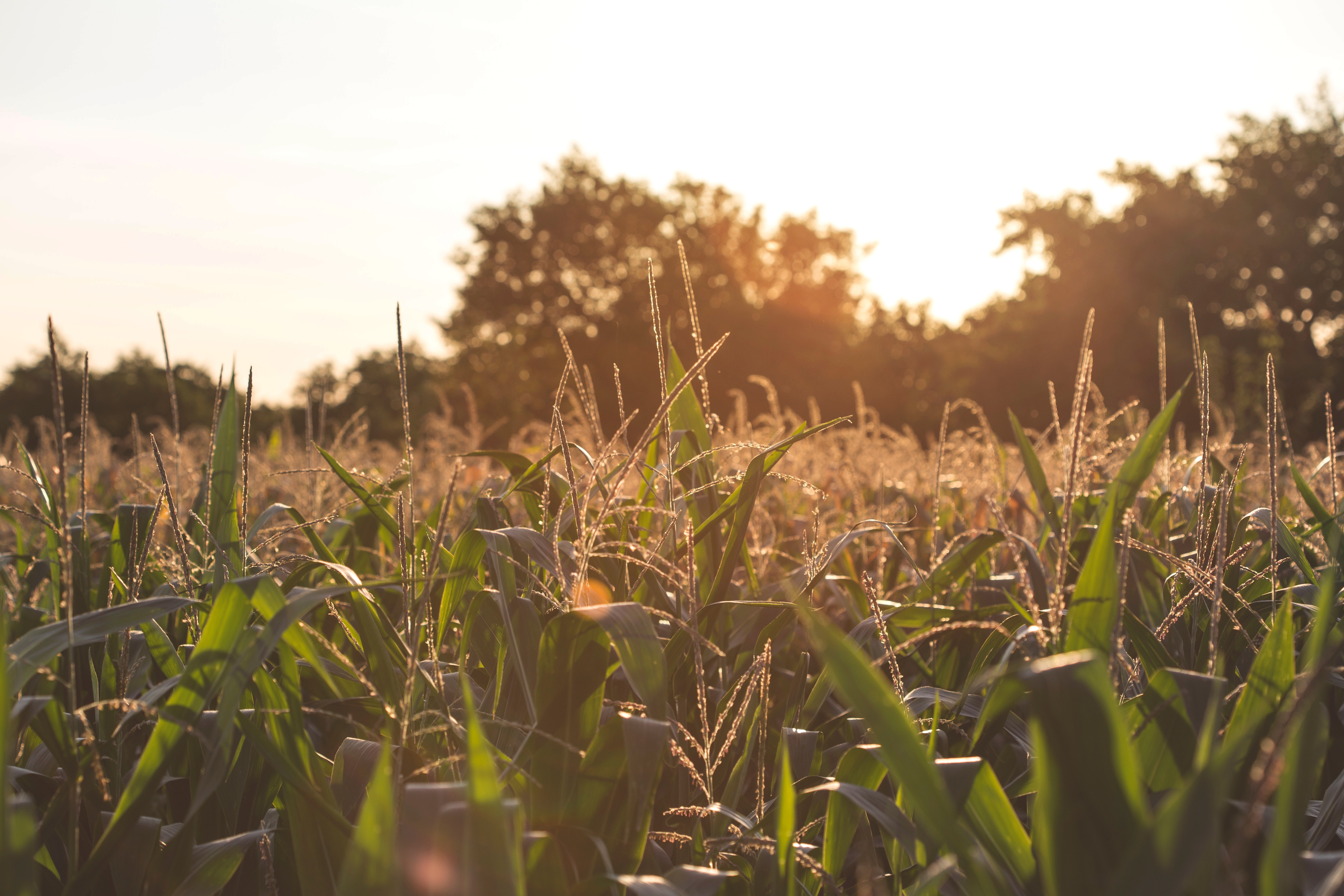 Syngenta Corn Class Action Litigation Update Texas Agriculture Law