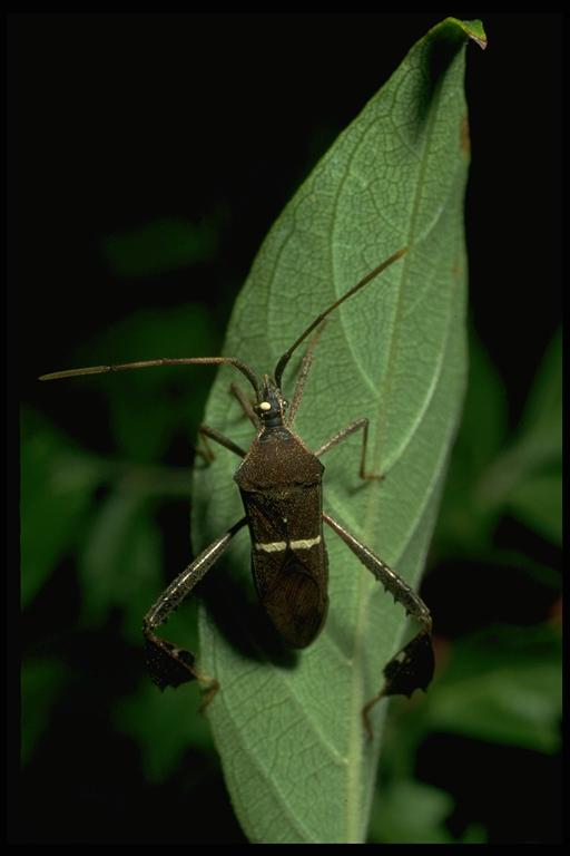 Leaffooted bug, Leptoglossus phyllopus (Linnaeus) (Hemiptera: Coreidae). Photo by Drees.
