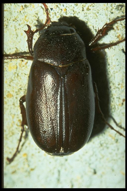  A June beetle, Phyllophaga sp. (Coleoptera: Scarabaeidae), adult. Photo by G. McIlveen, Jr.