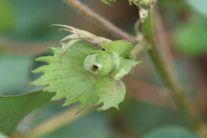 Bollworm damaged boll