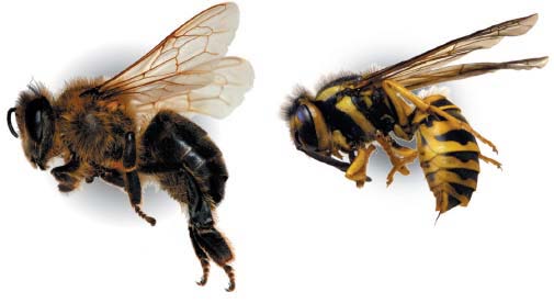 Bee Species Identification Chart