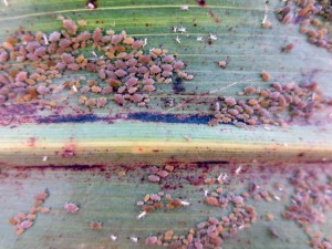 Populations of the sugarcane aphid are seen on the underside of grain sorghum leaves. They decrease yields and secrete a sticky waste called honeydew that gums up combine harvesters. (AgriLife Extension photo by Dr. Raul Villanueva)
