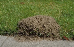 People in South Central Texas and other parts of the state are seeing more fire ant mounds after recent rains, said Texas A&M AgriLife Extension Service entomologist Molly Keck.  (Texas A&M AgriLife Extension Service photo by Dr. Bart Drees)