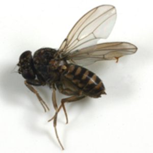 The fruit fly is one of the indoor flies described and discussed in the new publication. (Texas A&M AgriLife Extension Service photo by Dr. Mike Merchant)