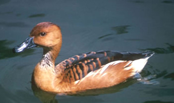 FULVOUS WHISTLING-DUCK  Dendrocygna bicolor