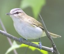 RED-EYED VIREO  Vireo olivaceus
