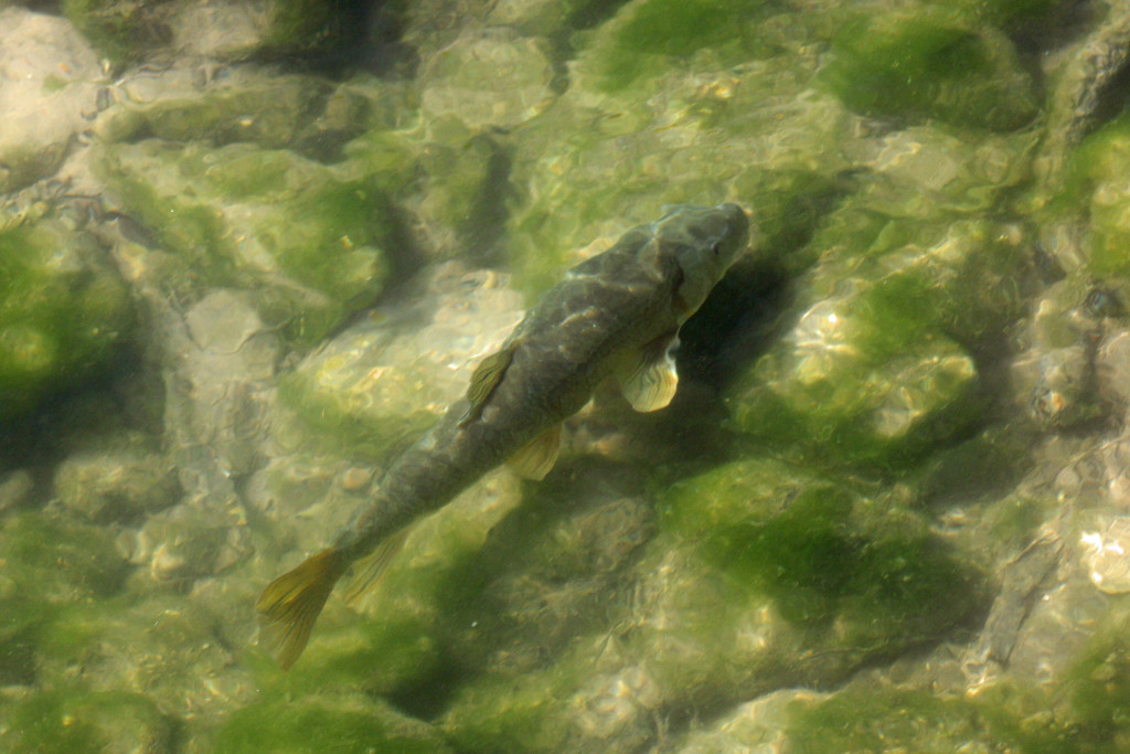 fish in green semi clear water