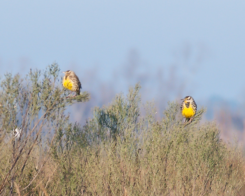 yellow birds in brush