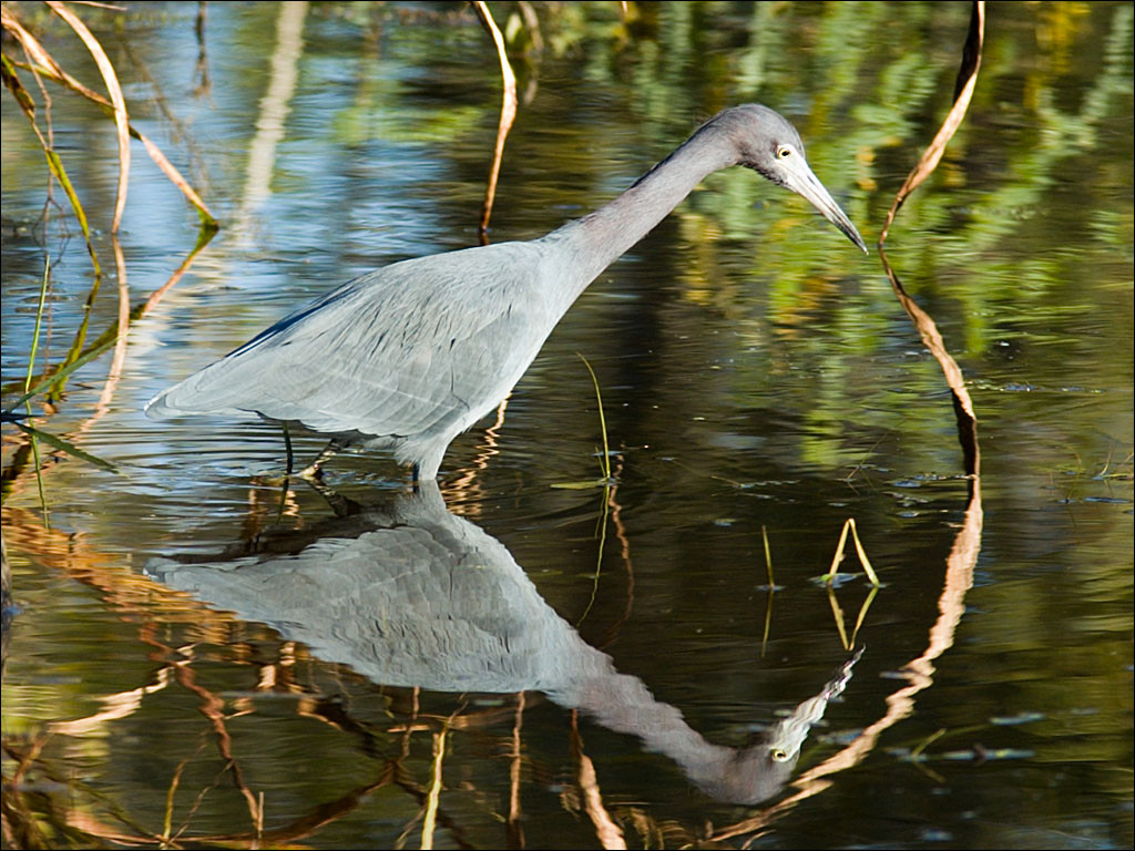 wading gray bird