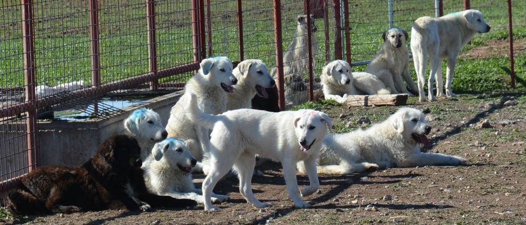 Livestock guardian dogs await assignment to area ranches as part of a year-long study. (Texas A&M AgriLife Communications photo by Steve Byrns)