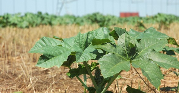 Weeds in a crop field