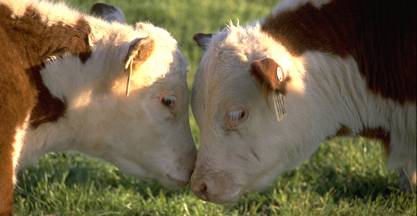 Two cows touch noses