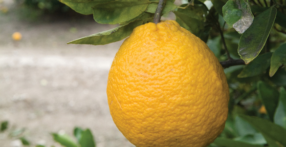 fruit on a citrus tree
